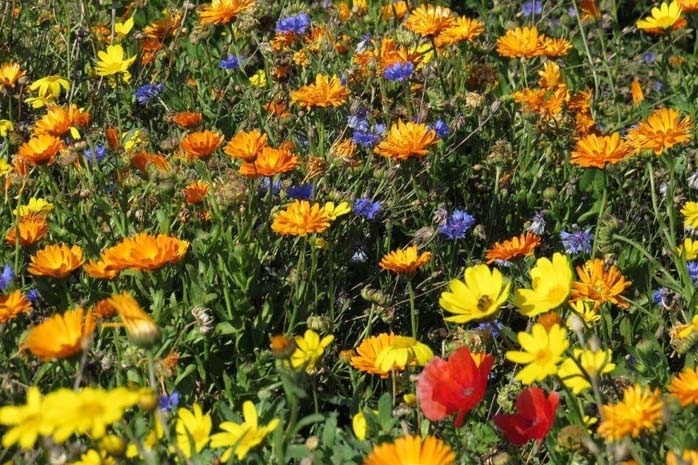 Fleurs Des Moissons Terreau Puy-de-Dôme