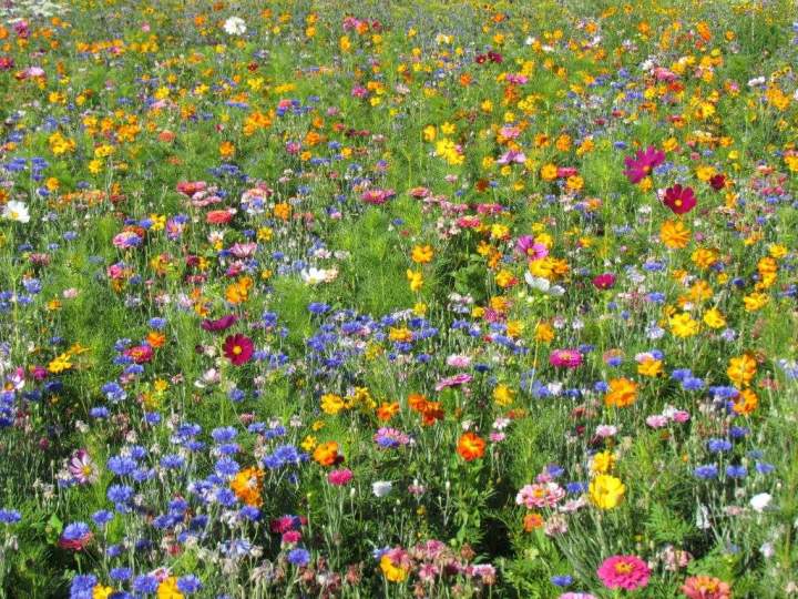 Campagne en fleurs Puy-de-Dôme