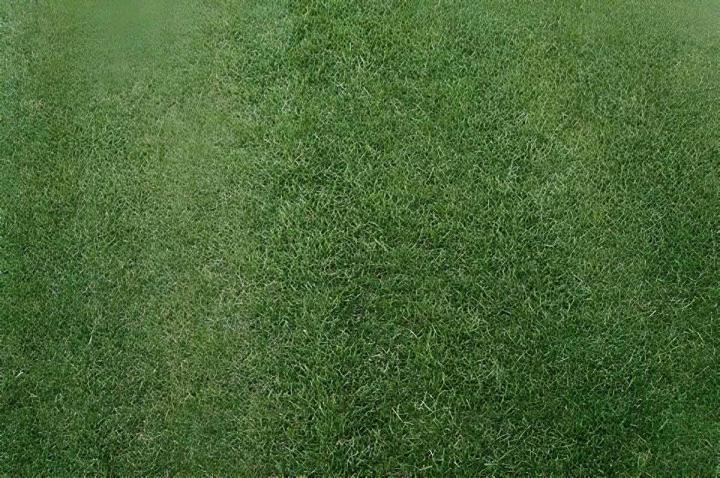 Gazon de placage Puy-de-Dôme